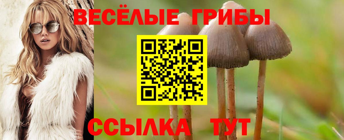 Псилоцибиновые грибы GOLDEN TEACHER Великий Новгород